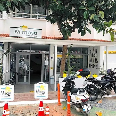 Mimosa * Kas