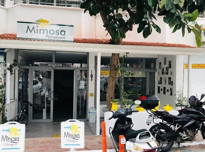 Mimosa Homestay