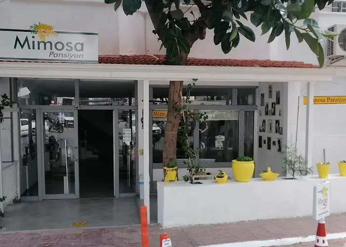 Mimosa Kas